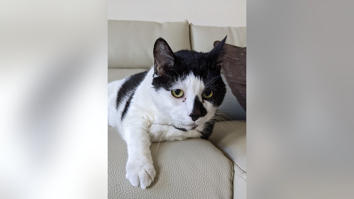 tuxedo cat on couch