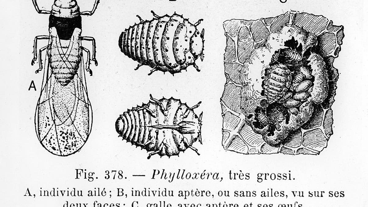 Phylloxera, enemy of wine