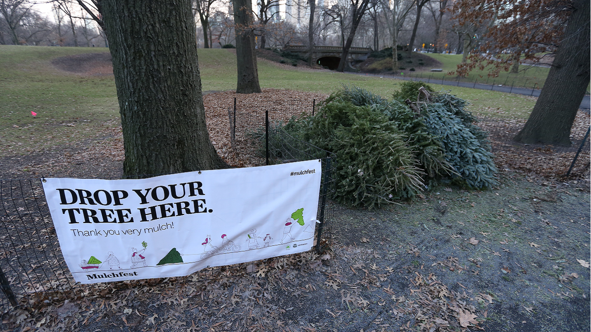 Christmas trees recycling program New York City