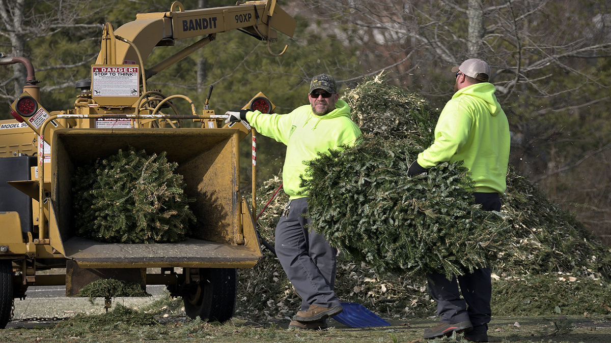 Men chopping up Christmas trees