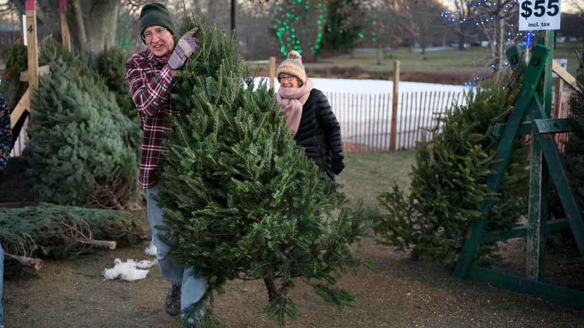 Christmas tree buyer 