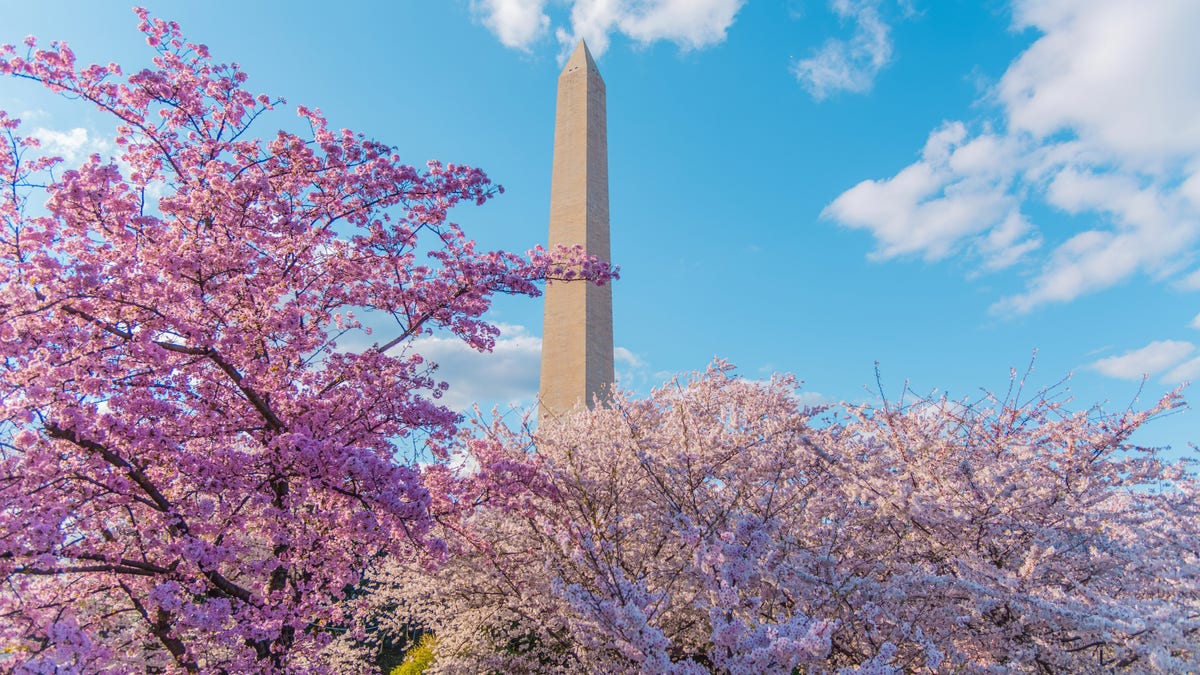 Washington Monument in background behind cherry blossoms