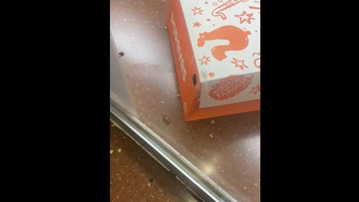 cockroach on Popeyes counter