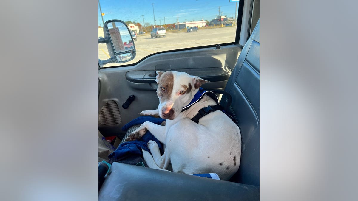 The dog sits in his owner's car.