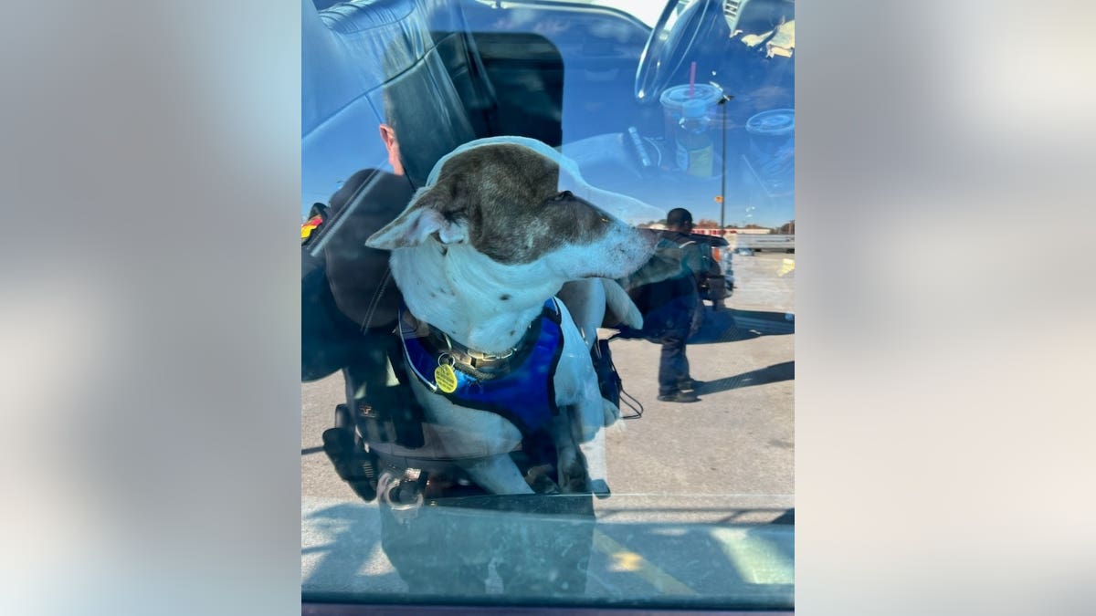 The dog who caused the crash
