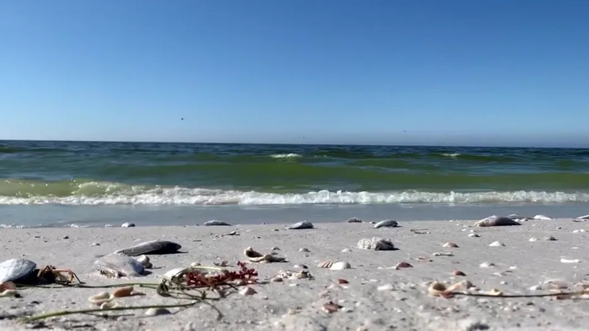 Dead fish washed up on St. Pete Beach, Florida