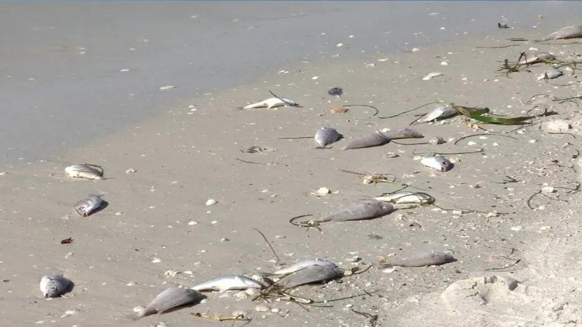 Dead fish lying in sand