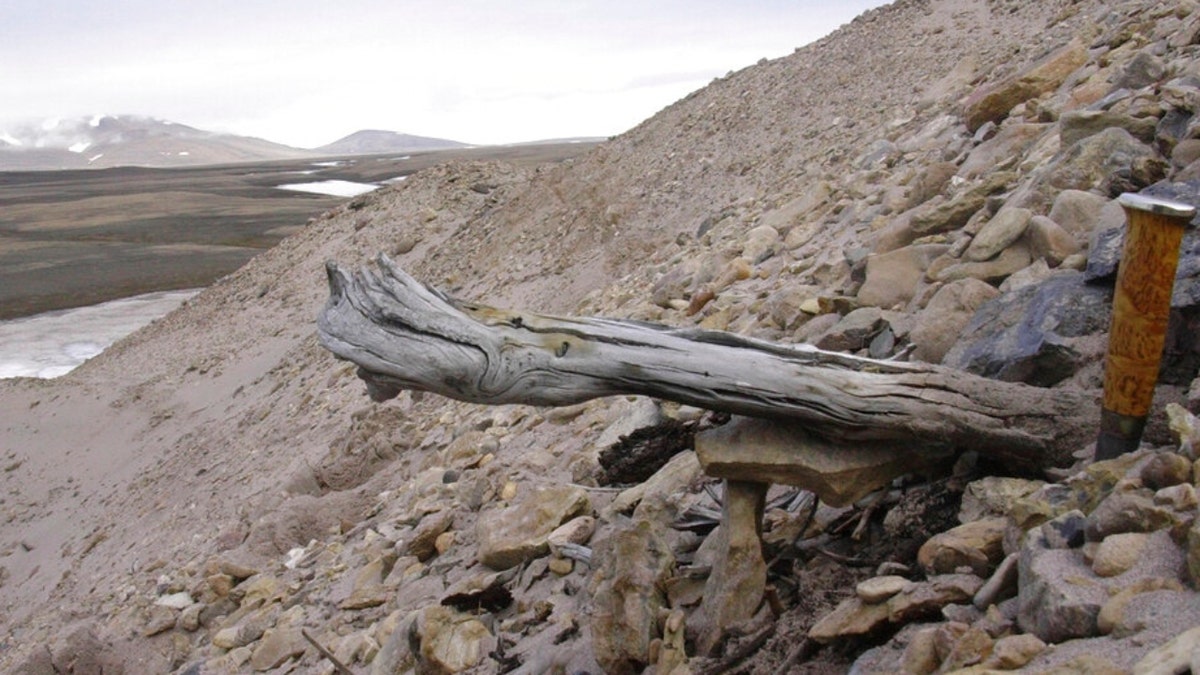 A two million-year-old trunk from a larch tree