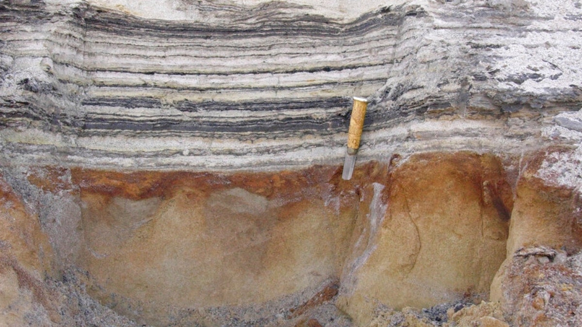 Organic material in coastal deposits at Kap Kobenhavn, Greenland