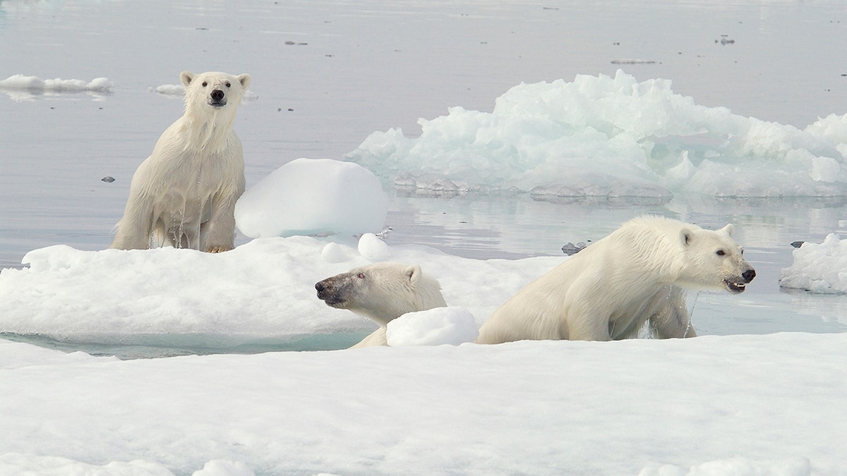 Several polar bears