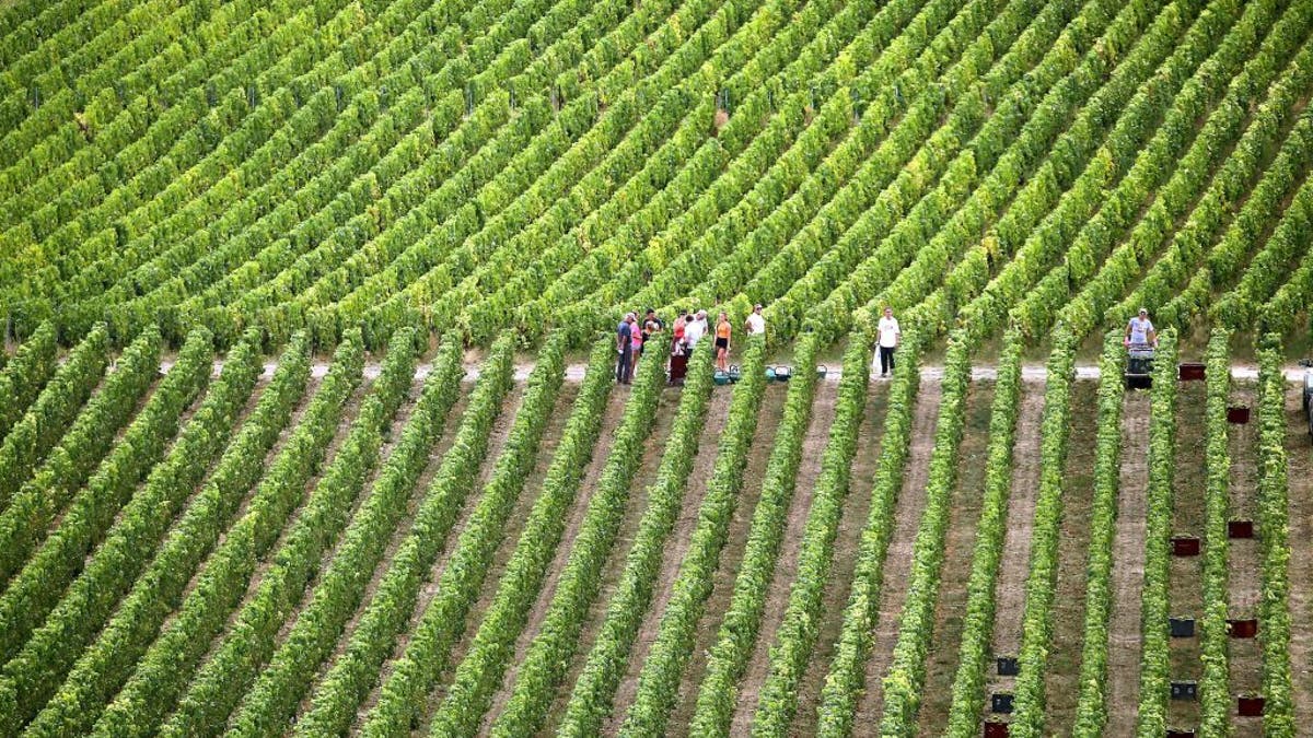 Champagne vineyard