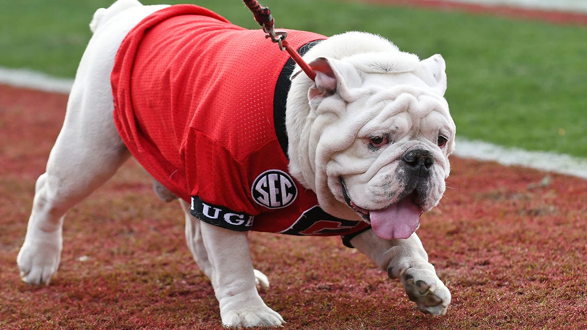 UGA walks on the field against Georgia Tech