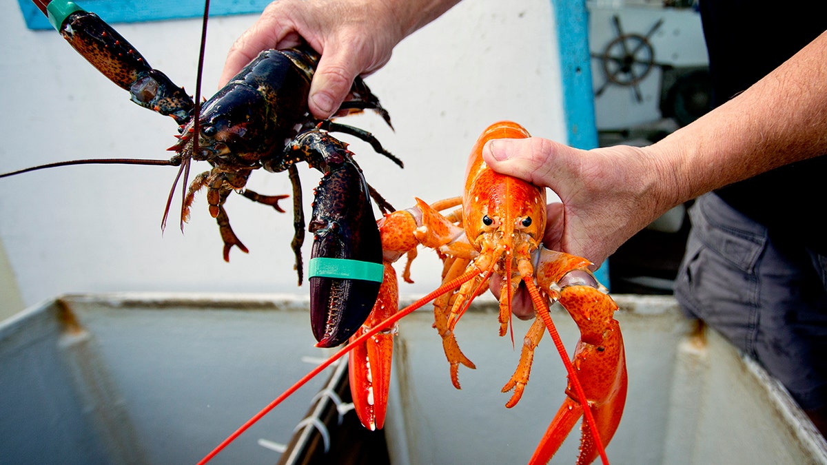 Two lobsters being held by a lobersterman
