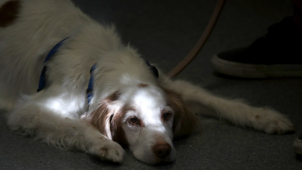 Dog waiting at the vet