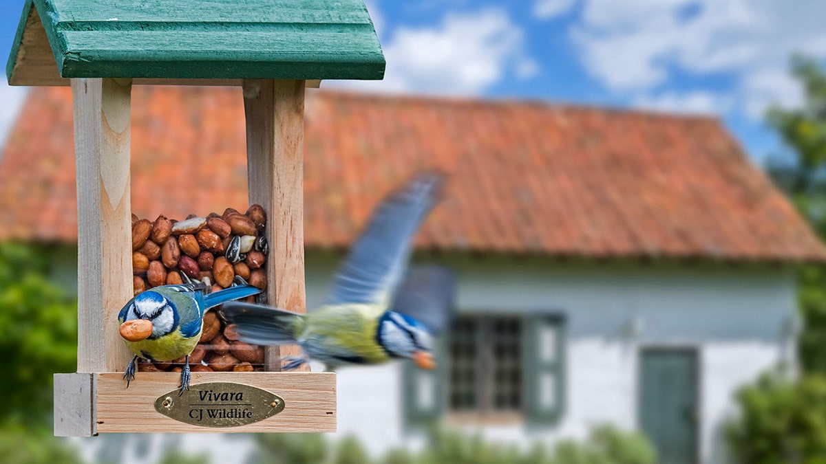 birds bird feeder