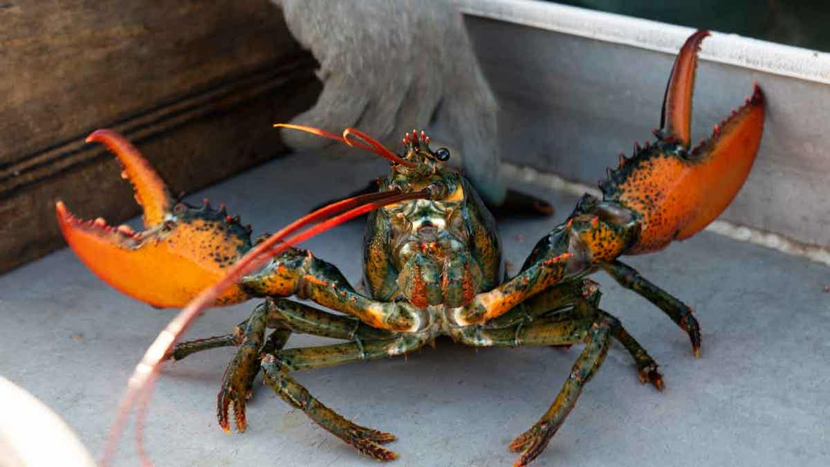 Maine Lobster