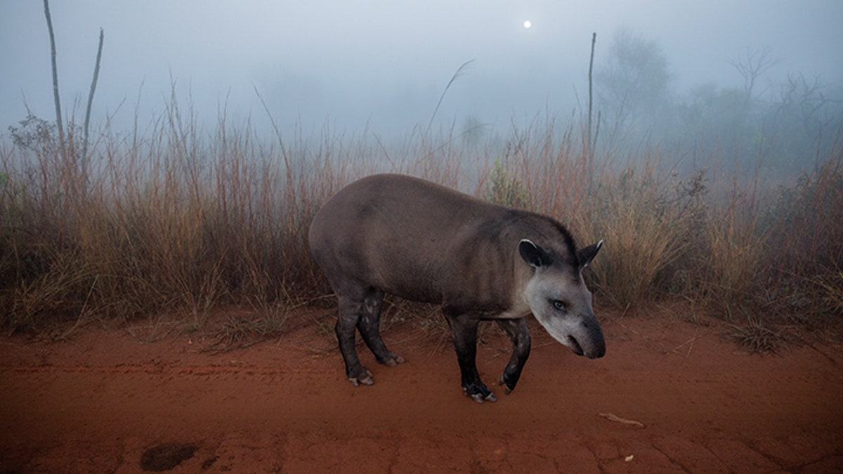 brazilian tapir