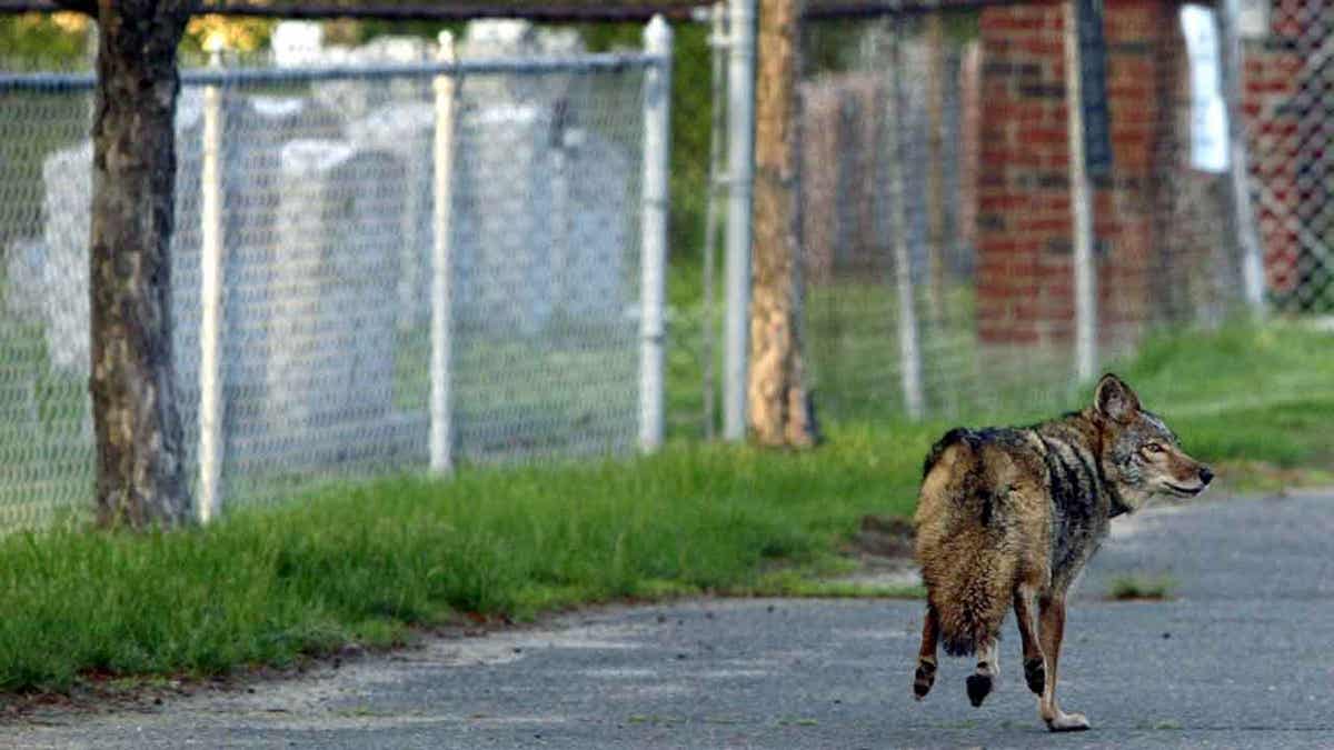 Coyote in Massachusetts
