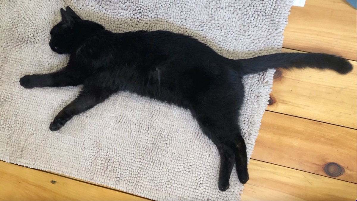 black cat minka