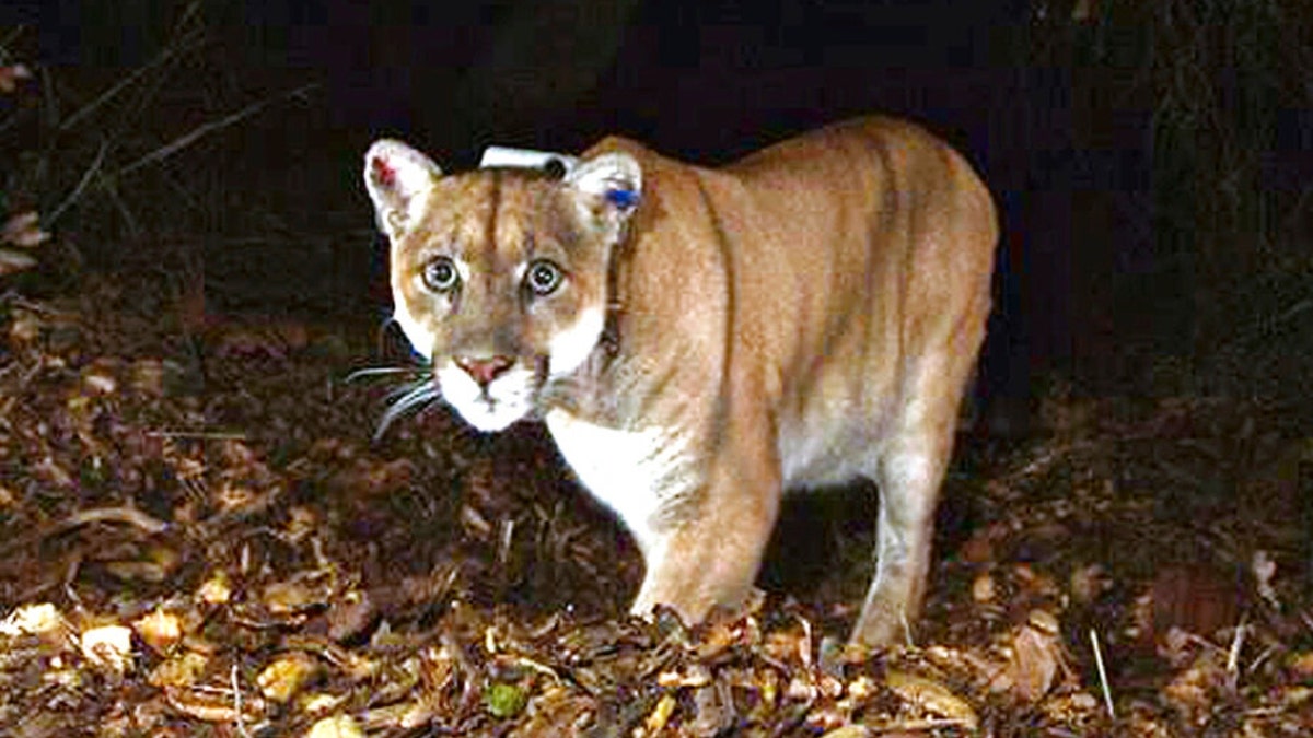 The upland lion called P-22