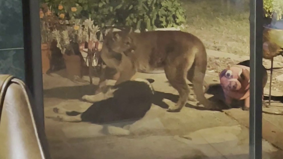 mountain lion hissing over dog