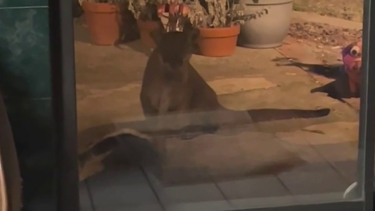 mountain lion sitting over dog