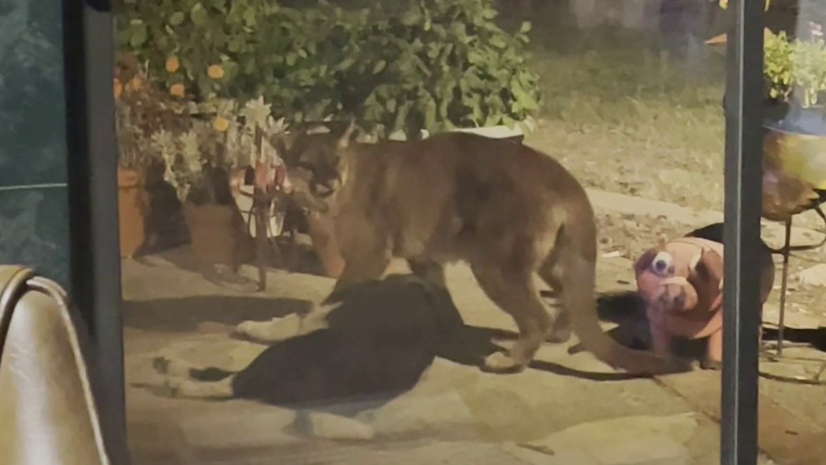 mountain lion standing over dog