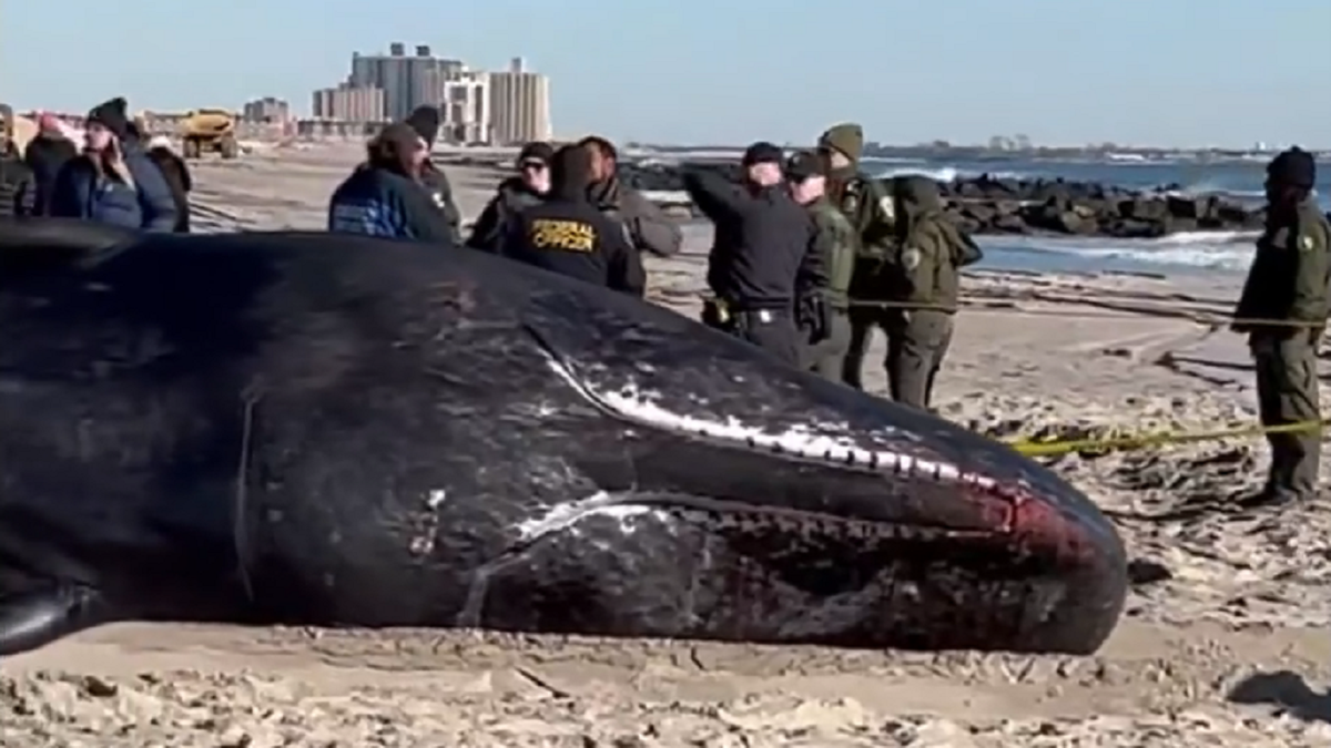 Whale washes ashore in New York City