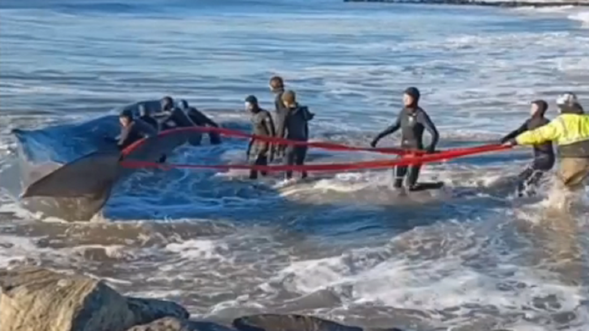 Whale washes ashore in Queens New York City