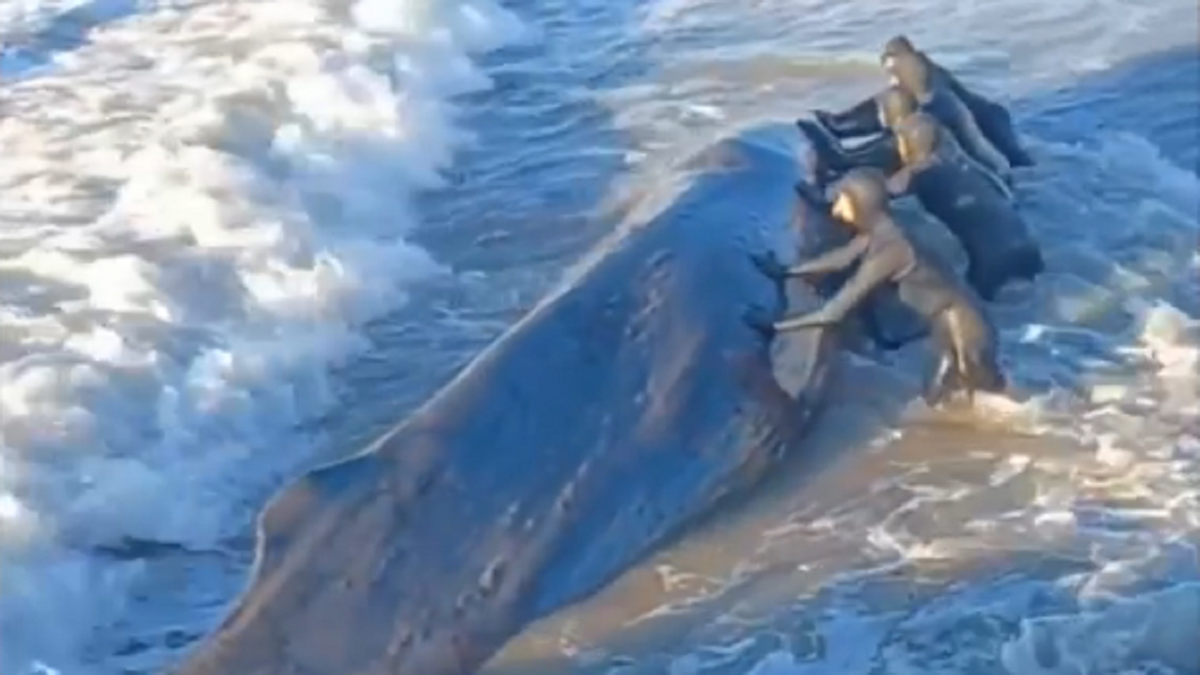 Whale washes ashore in New York City