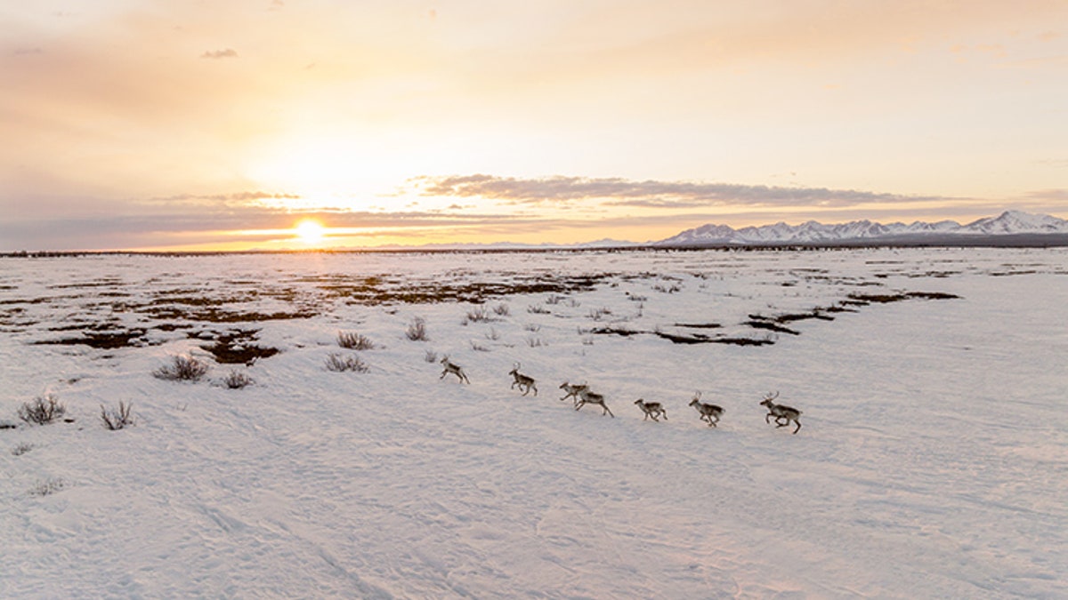 alaskan caribou