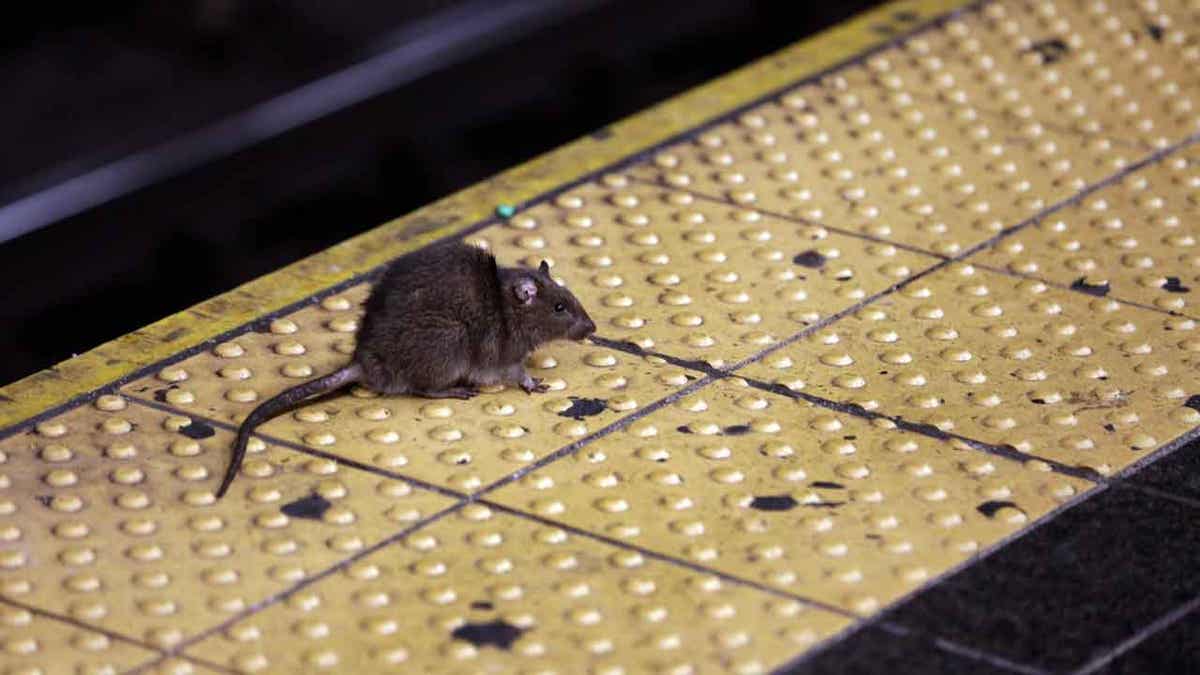 Rat on NYC subway platform
