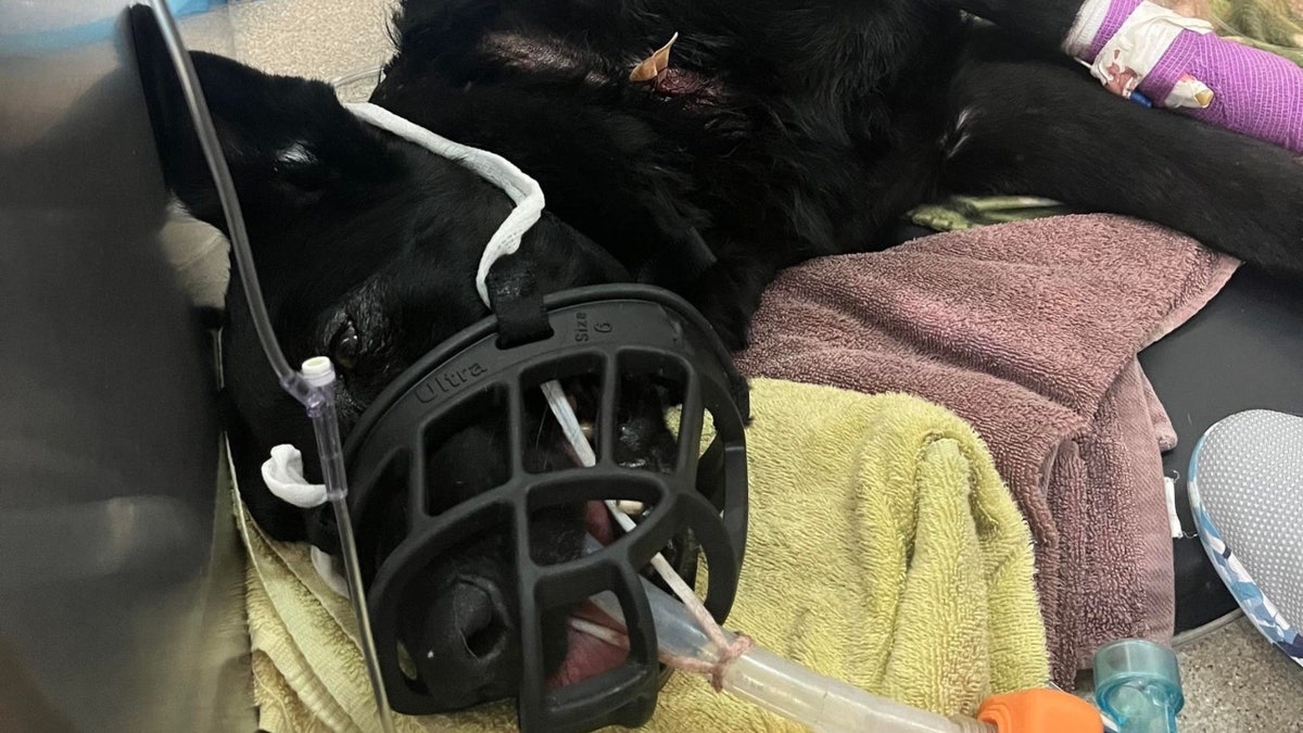 K-9 officer Riko in surgery