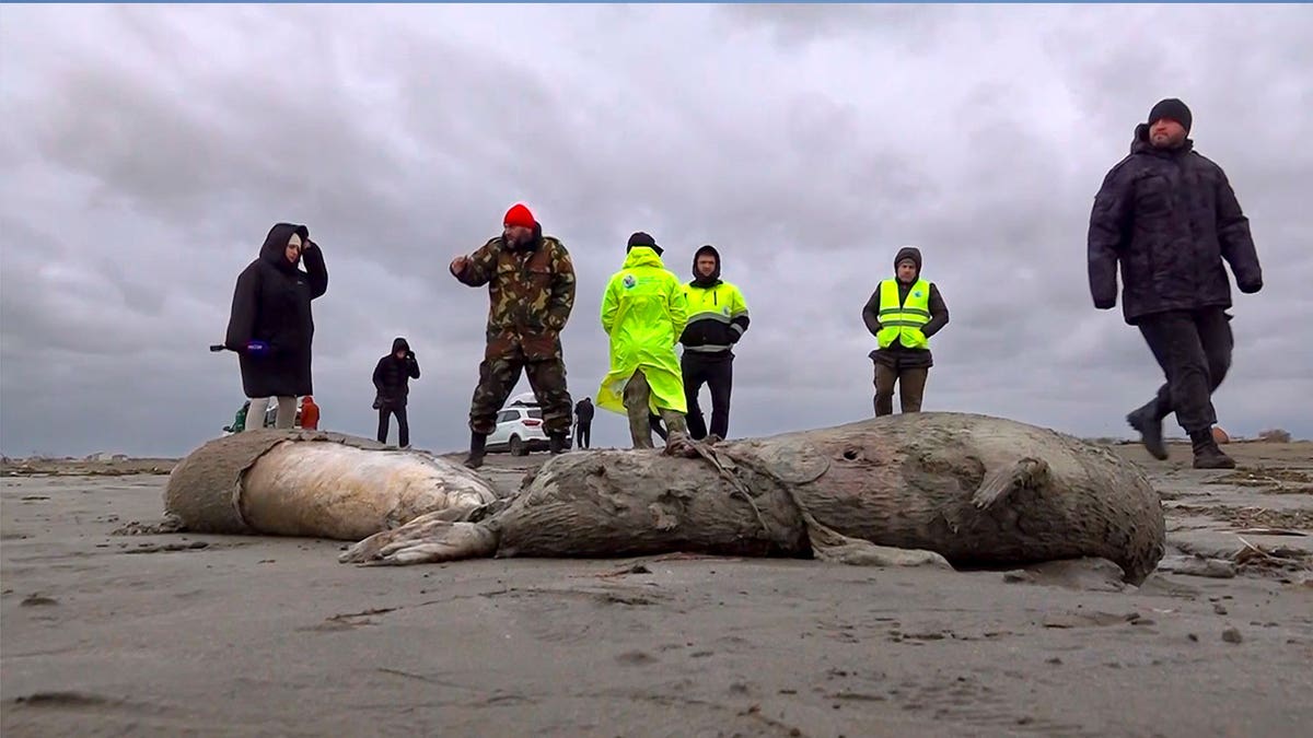 Dead seals in Russia