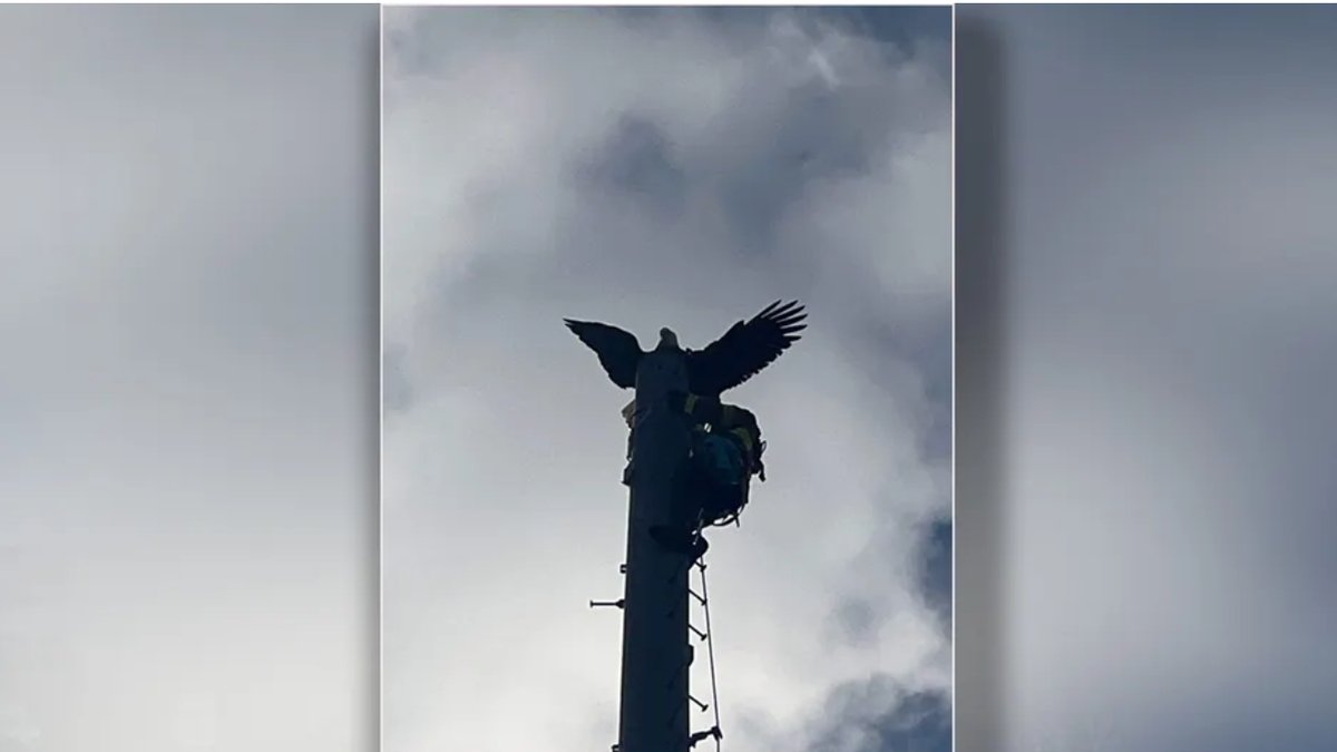 The eagle is rescued from the top of the tower