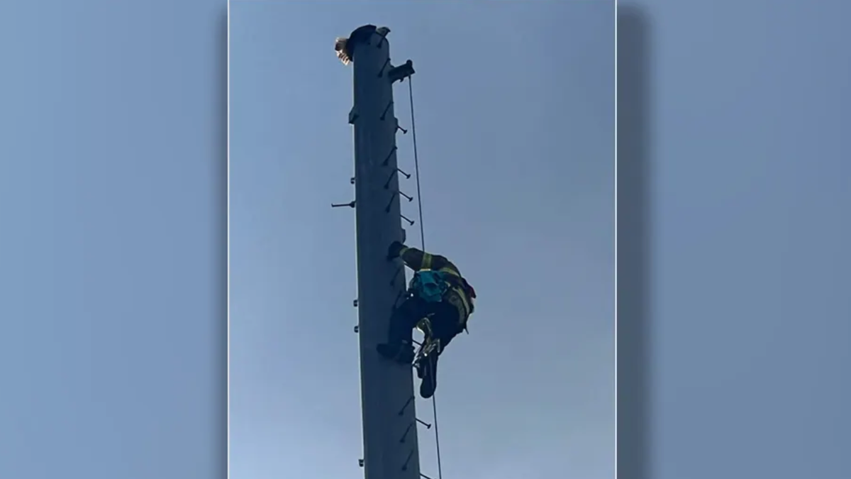 Firefighter climbs to save impaled eagle