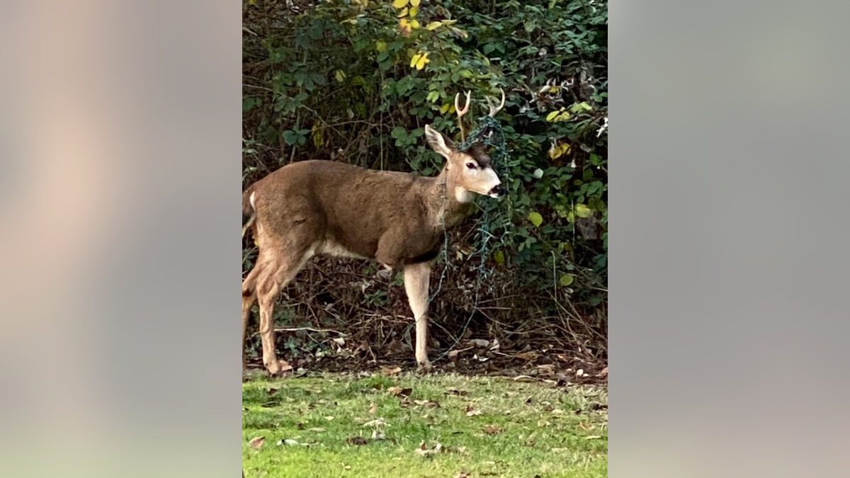 Three-legged deer with Christmas decorations in antlers 