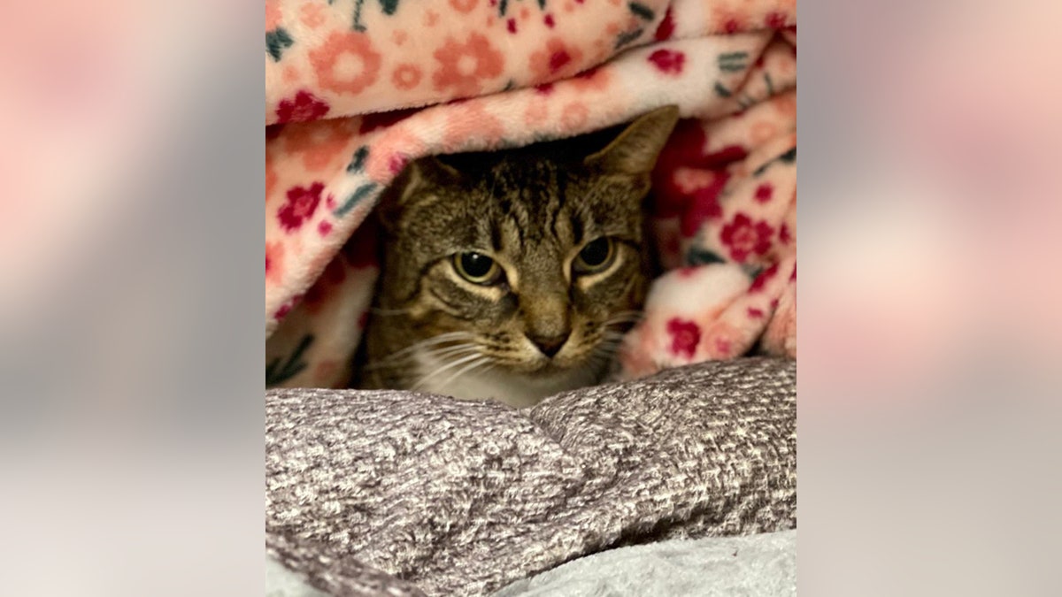 Cat for adoption hides under blanket