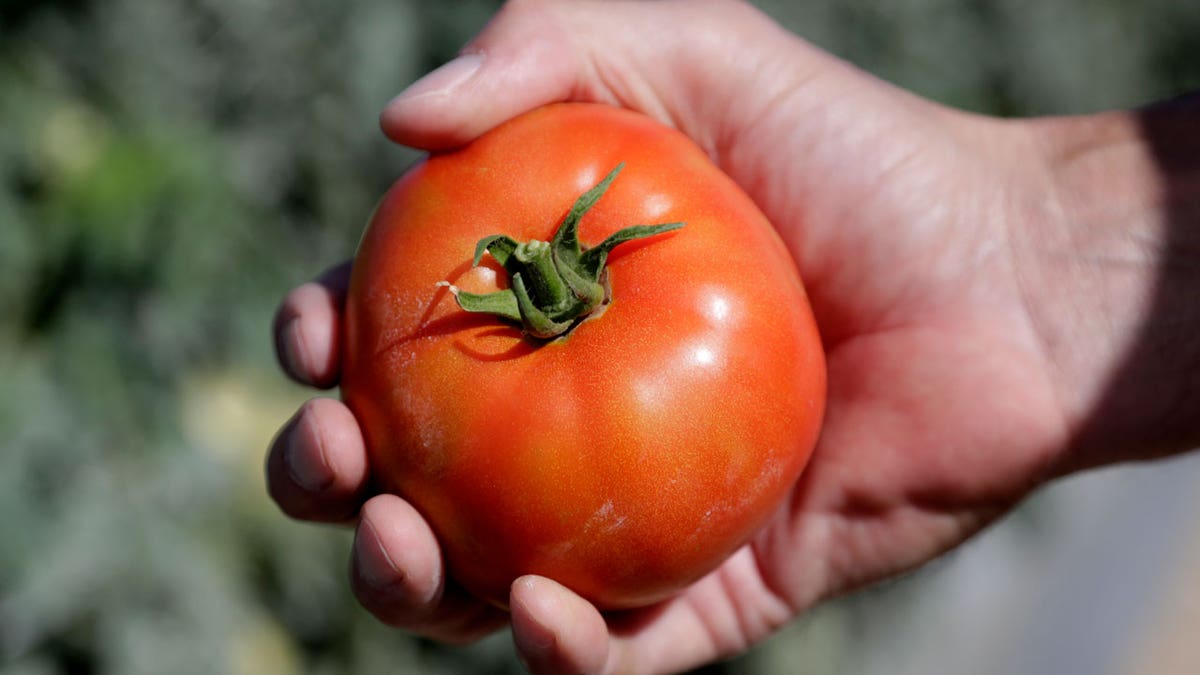fresh tomato held in someone's hand