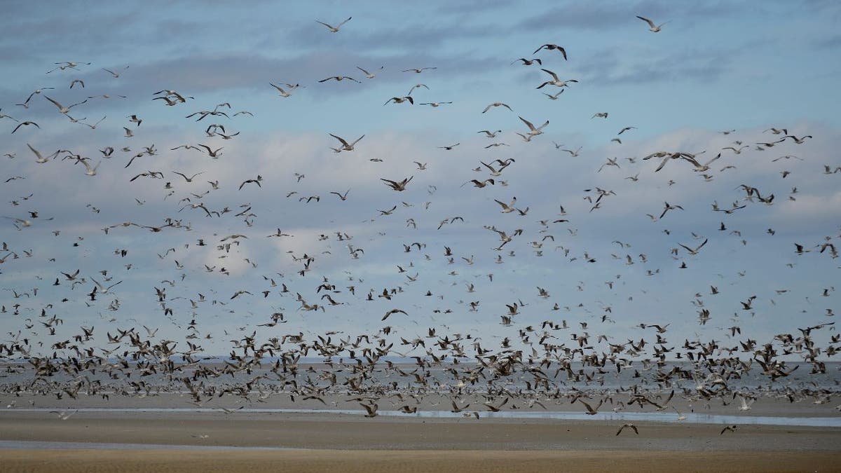 Seagulls flock to beach where Atlantic sauries have been stranded