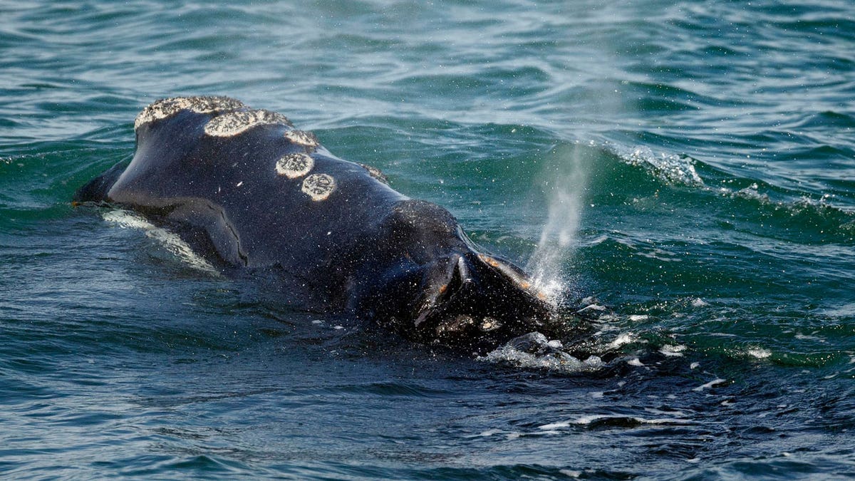 A North Atlantic right whale