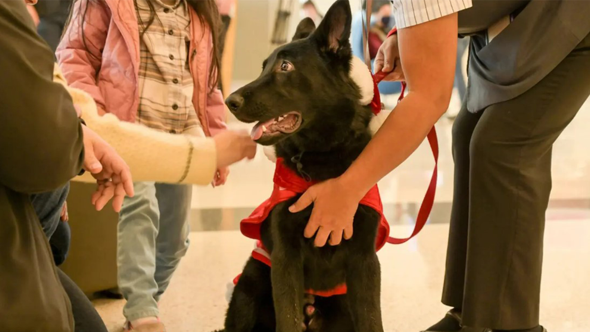 Dog adopted by pilot