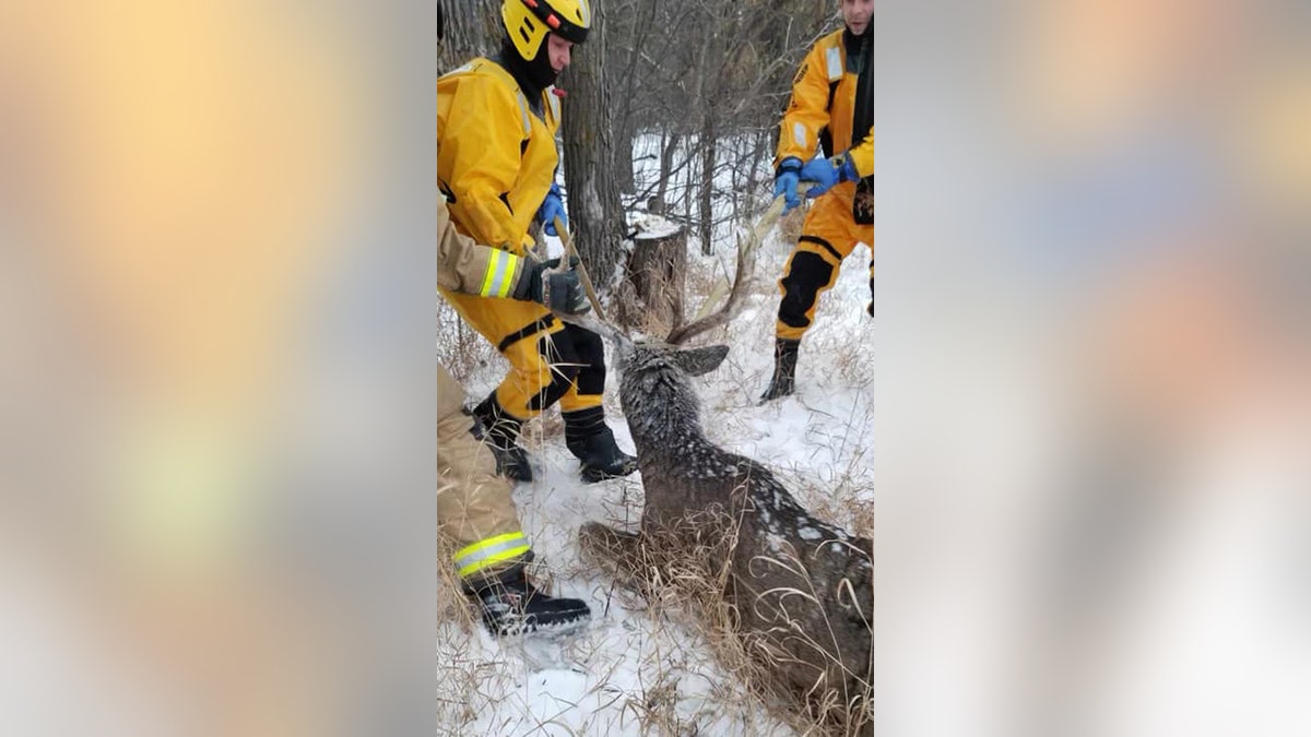 firefighters pulling buck's antlers