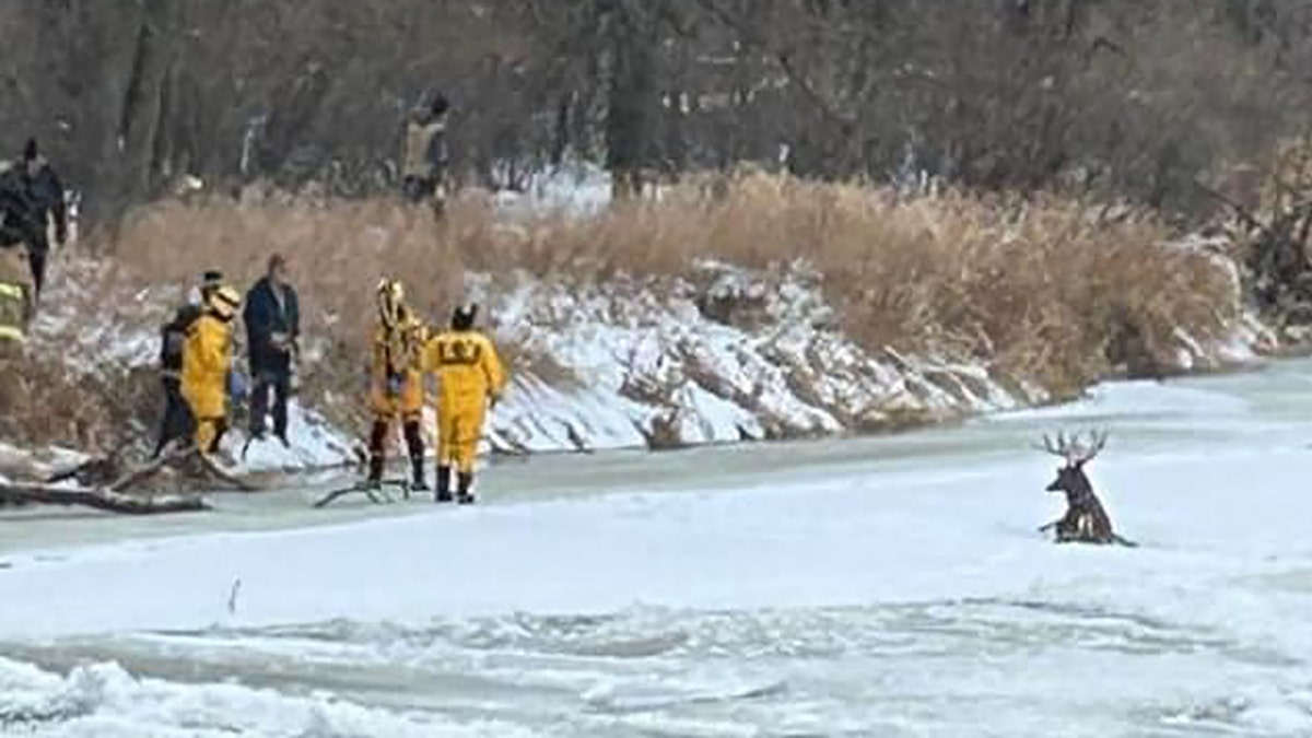 buck stuck in river