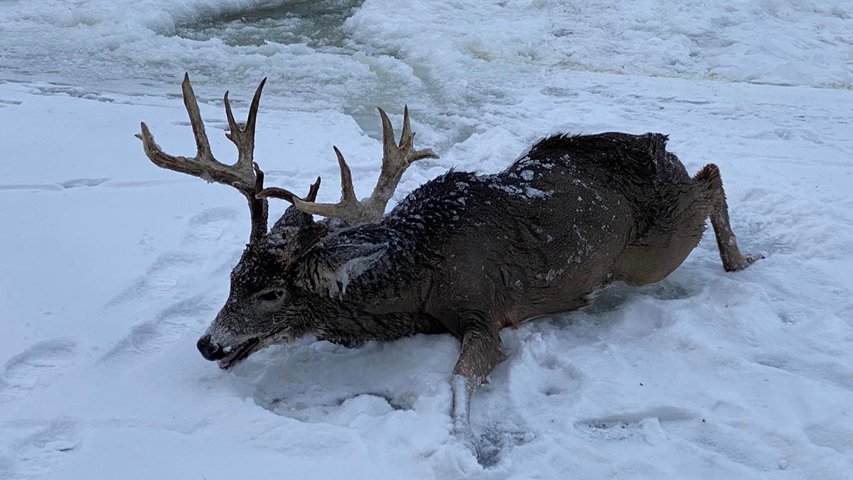 buck laying on snow