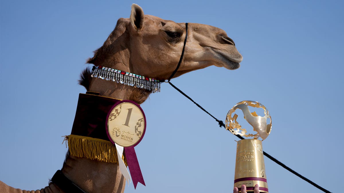 Camel pageant at world cup