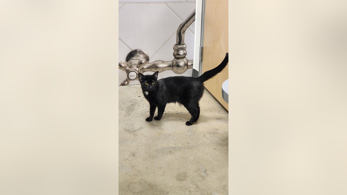 black cat Ellie adoptable