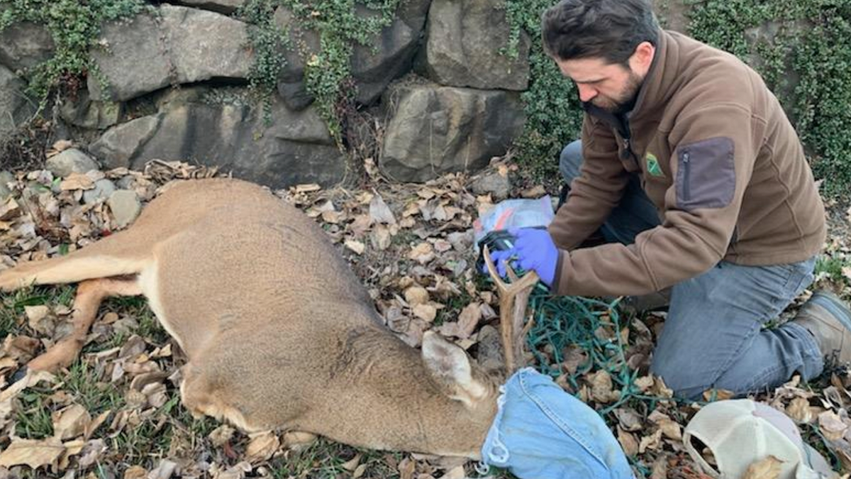 Three-legged deer sedated