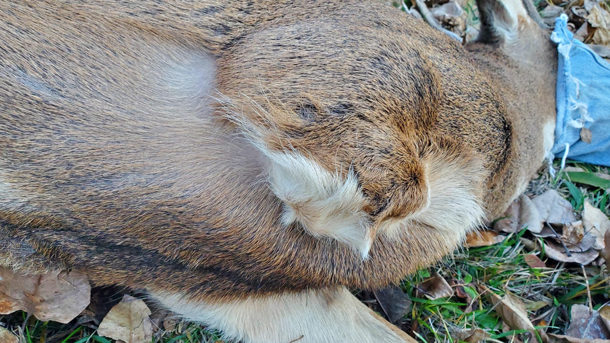 Photo of 3-legged deer's healed leg stump