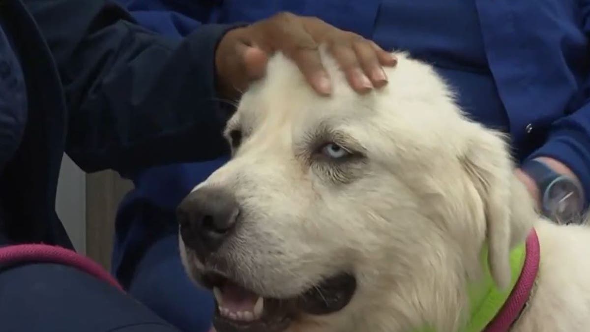 Casper the sheepdog